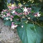 Clerodendrum trichotomumFlower