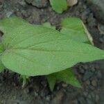 Convolvulus siculus Leaf