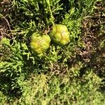 Cupressus sempervirens Fruit