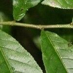 Casearia nitida Leaf