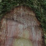 Entandrophragma angolense Bark