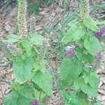 Teucrium hircanicum Habit