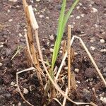 Miscanthus × giganteus ᱛᱟᱦᱮᱸ