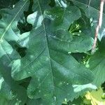 Quercus robur Листок