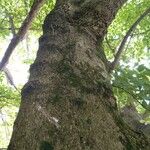 Acer cissifolium Casca