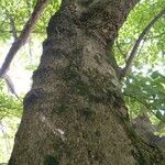 Acer cissifolium Bark