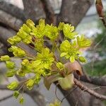 Acer platanoides Çiçek