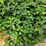 Dissotis rotundifolia Hoja