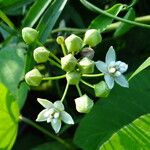 Funastrum clausum Flower