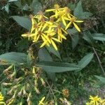 Senecio ovatus Flower