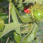 Passiflora ciliata Fruit