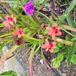 Freesia laxa Flower