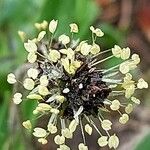 Plantago atrata Bloem