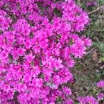 Rhododendron kiusianum Õis