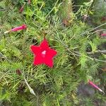Quamoclit coccinea Fula