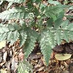 Pteris repens Blatt