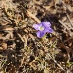 Barleria delamerei Цветок