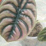 Alocasia cuprea List