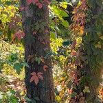 Parthenocissus quinquefolia Агульны выгляд