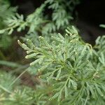 Cryptogramma crispa Blatt