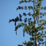 Pinus lambertiana Fruto