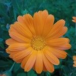 Calendula algeriensis Flower