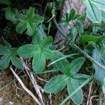 Alchemilla saxatilis Hoja