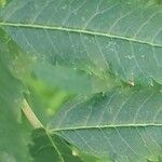 Rhus glabra Hoja