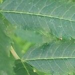 Rhus glabra Blad