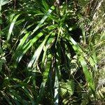 Machaerina iridifolia Hábito