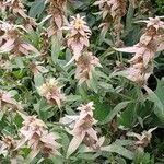 Monarda punctata Staniste