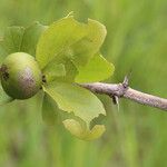 Flacourtia indica Frucht