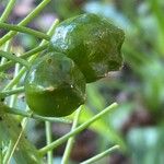Scilla latifolia Fruit