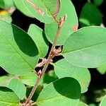 Cotoneaster integerrimus পাতা