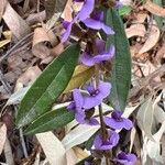 Hovea acutifoliaBlomst