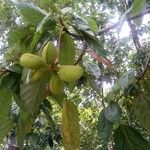 Sterculia caribaeaFrucht