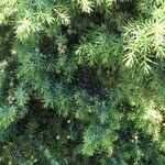 Juniperus oxycedrus叶