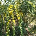 Acacia paradoxa Flower