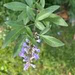 Vitex agnus-castusLeaf