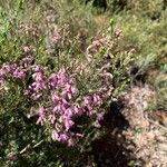 Erica australis Çiçek