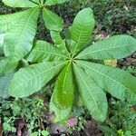 Anacardium excelsum List