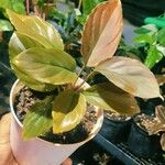 Ardisia humilis List