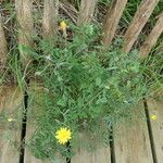 Sonchus tenerrimus Plante entière