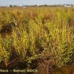 Salicornia stricta 形態