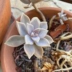 Graptopetalum paraguayense (N.E.Br.) E.WaltherLeaf