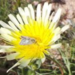 Malacothrix glabrata Flower