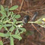 Crotalaria goreensis Elinympäristö