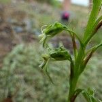 Habenaria galpinii Квітка