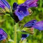 Echium creticum Floro