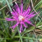 Cirsium acaule Květ